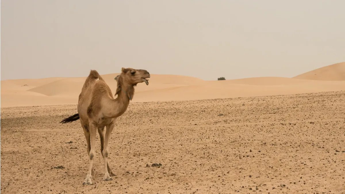 Dubai Morning Desert Safari